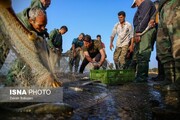 کاهش ۷۰ سانتی تراز آب دریای مازندران