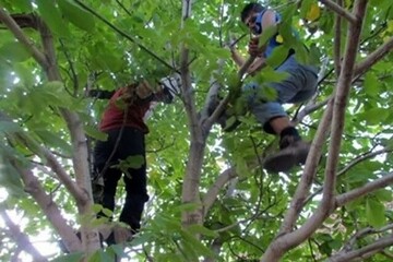 مرگ تلخ ۵ نفر بر اثر سقوط از درخت ‌گردو در همدان