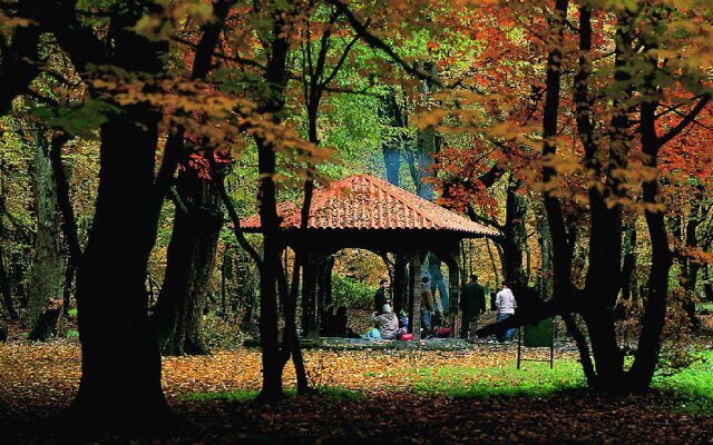 اینجا زیباترین و تماشایی‌ترین جنگل ایران در پاییز است | عروس جنگل‌های شمال را در فصل هزار رنگ ببینید | راحت‌ترین مسیر برای رسیدن به النگدره