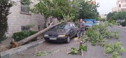 سقوط درخت روی سقف پژو ۲۰۷ بر اثر وزش باد شدید در تهران / فیلم