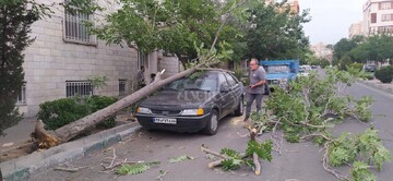 سقوط درخت روی سقف پژو ۲۰۷ بر اثر وزش باد شدید در تهران / فیلم