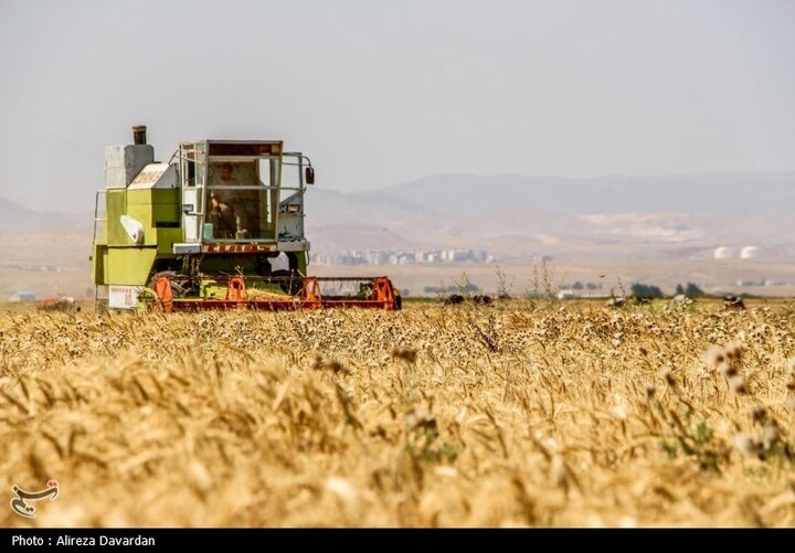 پرداخت کامل مطالبات گندمکاران تا آخر هفته