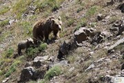 لحظه حمله خرس به گله گوسفندان و خونسردی چوپان / فیلم