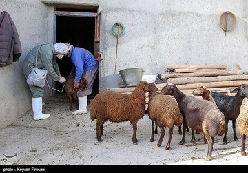 مشاهده این بیماری خطرناک برای دام‌ها در استان لرستان