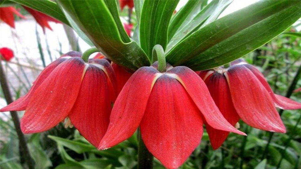 لاله واژگون