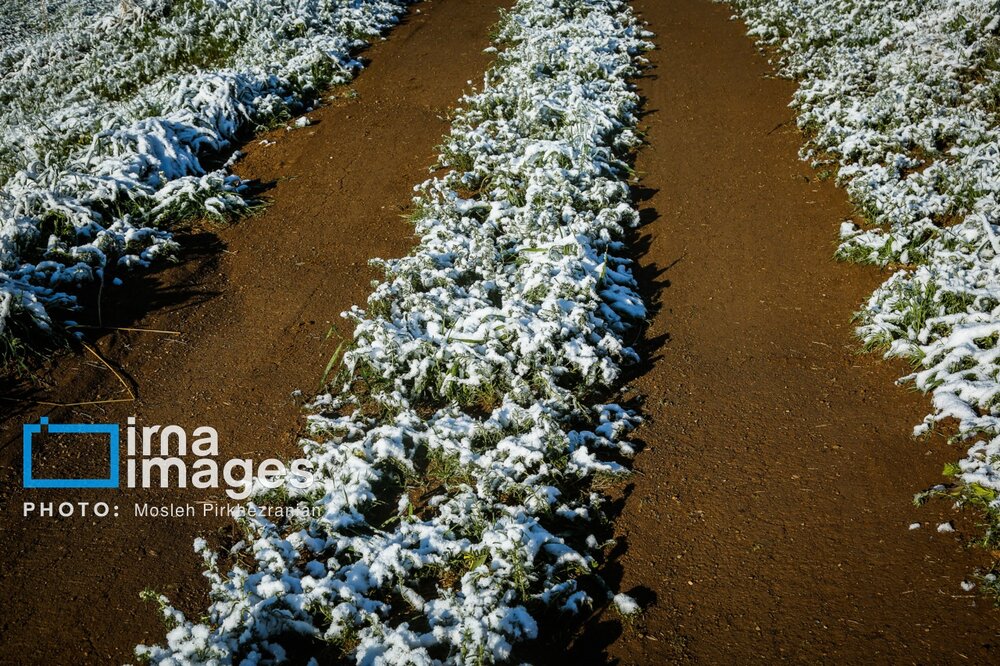 بارش برف عجیب بهاری در کردستان + گزارش تصویری