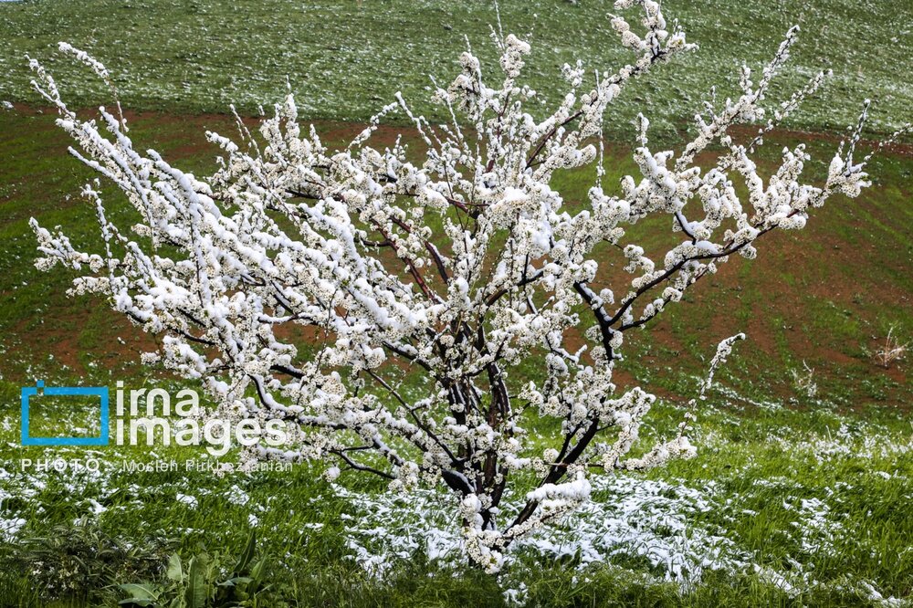 بارش برف عجیب بهاری در کردستان + گزارش تصویری