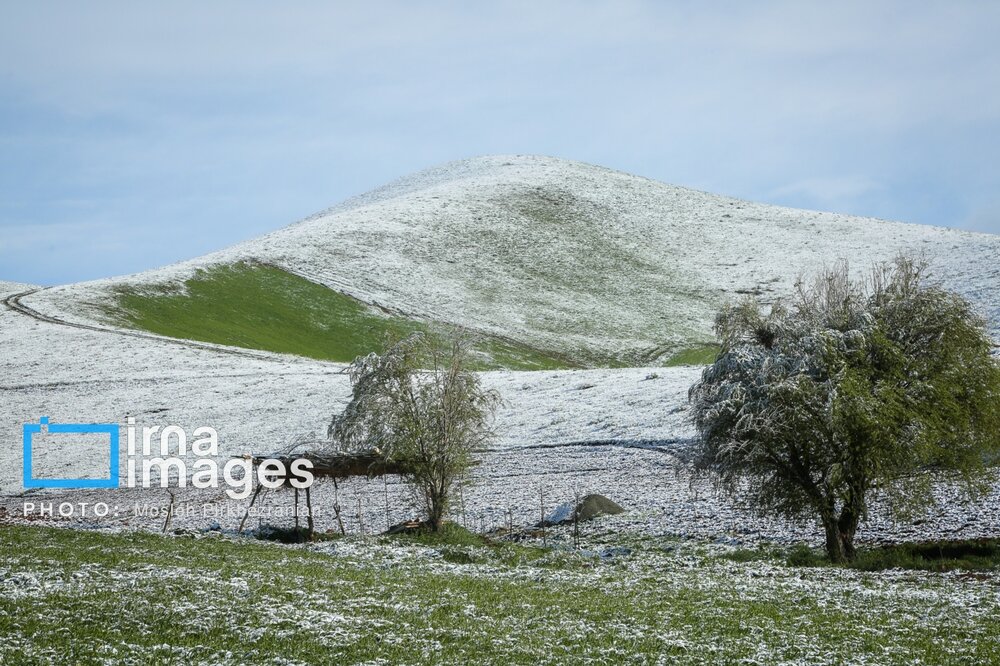 بارش برف عجیب بهاری در کردستان + گزارش تصویری