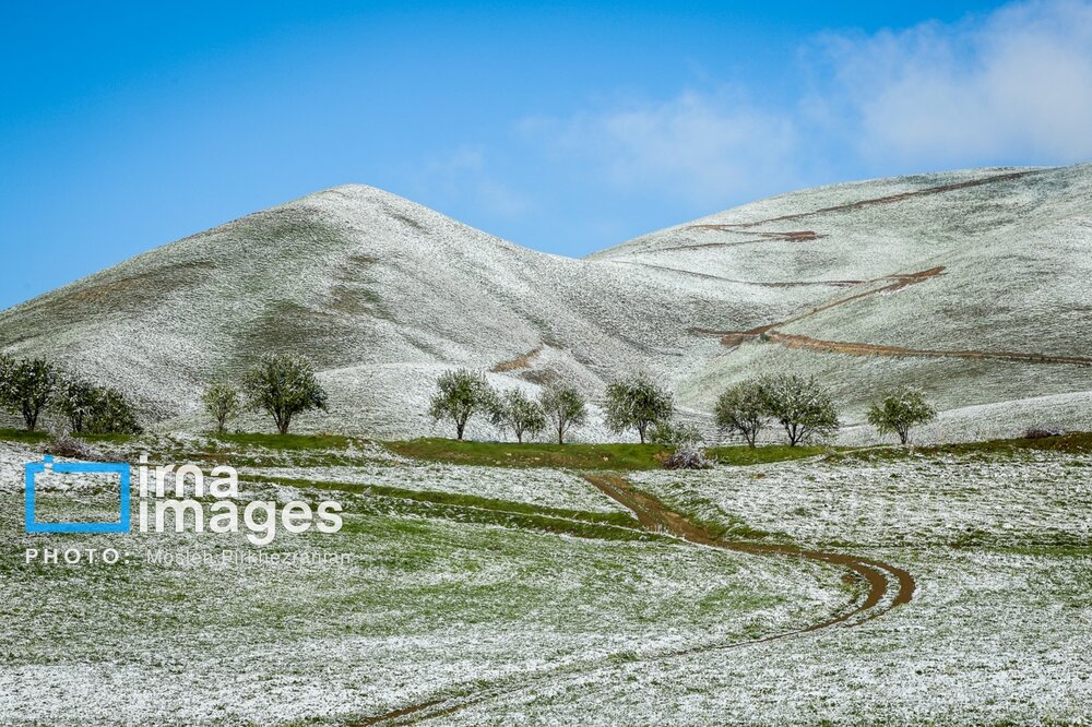 بارش برف عجیب بهاری در کردستان + گزارش تصویری