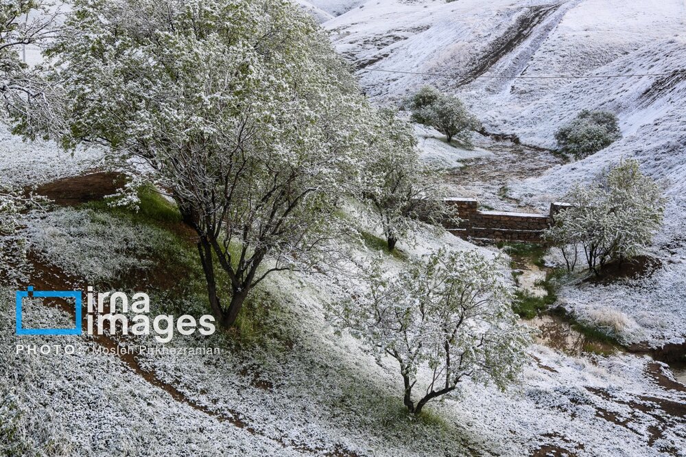 بارش برف عجیب بهاری در کردستان + گزارش تصویری