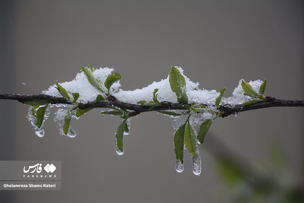بارش برف بهاری در راین منطقه چالوس + گزارش تصویری