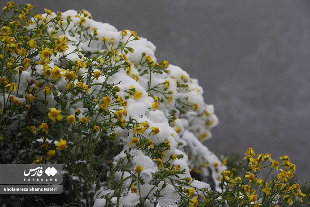 بارش برف بهاری در راین منطقه چالوس + گزارش تصویری