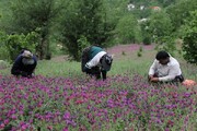 برداشت گل گاو زبان از مراتع اشکور رحیم آباد در رودسر گیلان + فیلم