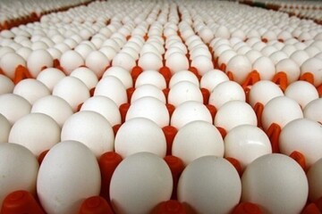 قینت تخم مرغ به شانه‌ای ۲۵ هزار تومان رسید