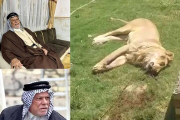 حمله یک شیر به صاحبش در کوفه + عکس