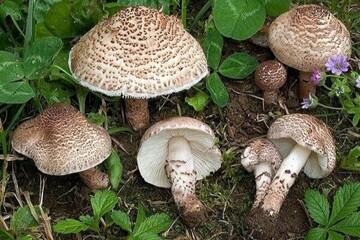 مصرف قارچی سمی در لرستان ۱۹ را راهی بیمارستان کرد