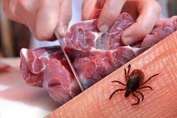 تب کریمه کنگو جان یک ایرانی را گرفت