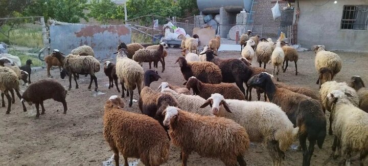 قیمت هر کیلو دام زنده ۳۱۰ هزار تومان شد