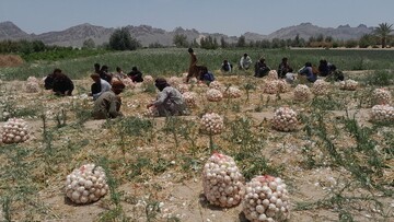 ۱۰۰۰ تن پیاز در خاش برداشت می‌شود