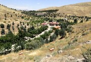 اولین واکنش شهرداری به قطع درختان چیتگر و سرخه حصار