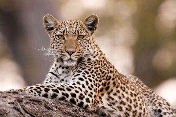 فیلمی از پلنگ ایرانی در دره شهر + فیلم