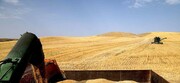 ممنوعیت خروج گندم از قزوین