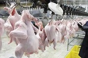 فعالیت ۱۸ کشتارگاه صنعتی طیور در مازندران