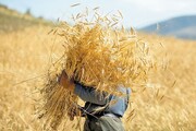 ۶۰ درصد مطالبات گندم کاران پرداخت ش