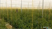 کشت سایبانی گوجه برای اولین بار در ابهر / فیلم