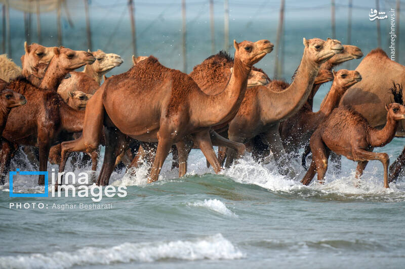 تصاویر دیده نشده از آب تنی شترها در خلیج فارس