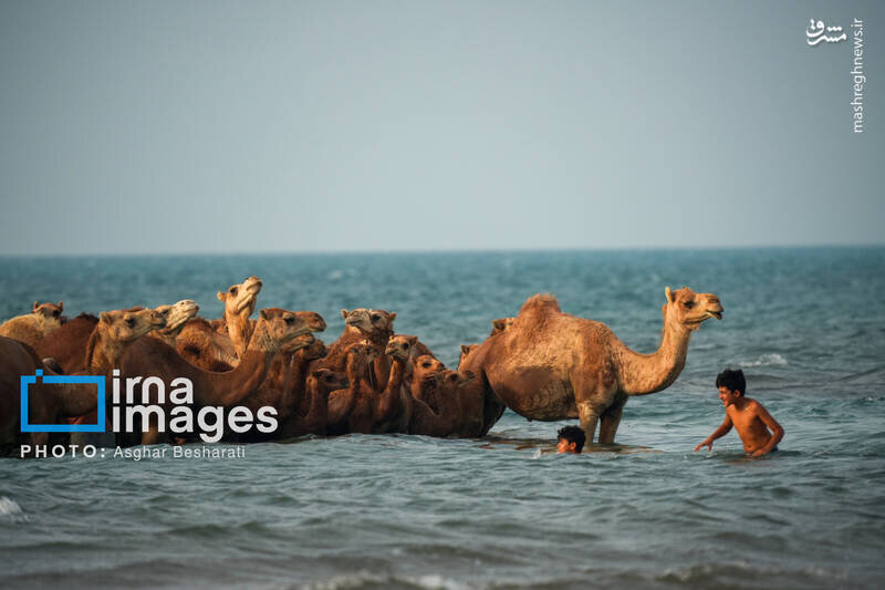 تصاویر دیده نشده از آب تنی شترها در خلیج فارس