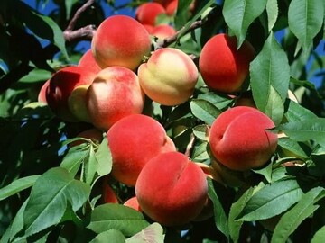 از خواص جادویی هلو چه می‌دانید؟