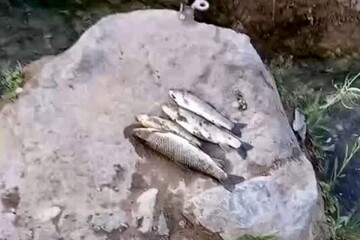 مرگ مرموز ماهی‌ها در محل قتل امیرکبیر!