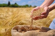 خبر مهم درباره جزئیات پرداخت مطالبات گندمکاران