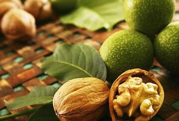 ممنوعیت خرید و فروش گردو در بروجرد