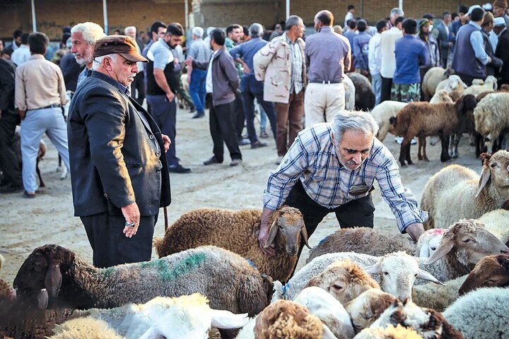 قیمت جدید دام زنده در بازار در استان های مختلف