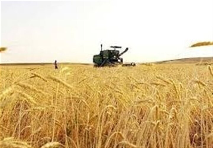 کاهش ۴۵ درصدی خرید تضمینی گندم