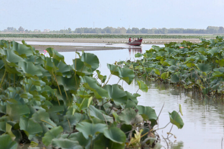 تالاب انزلی تا ۳۵ سال دیگر کاملا خشک می شود! تالاب انزلی تا ۳۵ سال دیگر کاملا خشک می شود!