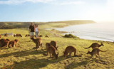 کانگورو؛ حیوان ملی استرالیا و جزیره ای در این کشور