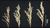 مهندسی‌ زیستی در خدمت افزایش محصول برنج