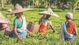 صادرات رو به رشد چای هند به کشور