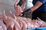 توزیع مرغ گرم دولتی در استان البرز متوقف شد