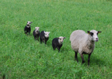 چرا گوسفندهای ایرانی ترمز بریدند؟ / پای قاچاق و احتکار در میان است