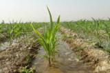 کشاورزی به قیمت نابودی منابع آبی