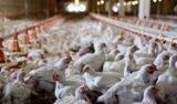 چرا مرغ خارجی گران وارد می‌شود؟