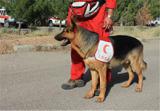 سگ‌های ردیاب به کمک سازمان هلال احمر می‌آیند