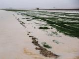 خسارت  400 میلیارد ریالی باران به  کشتزارهای گنبدکاووس