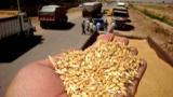 تا کنون دولت چقدر گندم مازاد بر نیاز را از کشاورزان خریداری کرده است؟