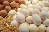 صادرات عامل اصلی گرانی تخم مرغ