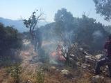 احتمال آتش‌سوزی جنگلهای کردستان تا پایان هفته